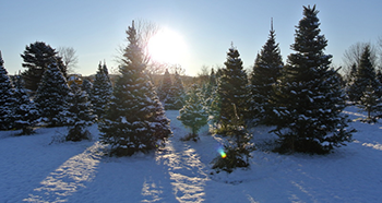 Soliday Tree Farm